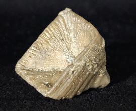 Sonstige - Korallen - Goniophyllum pyramidale (HISINGER 1831)